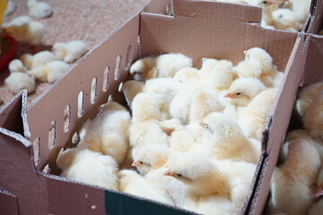 Some chicks are in the box