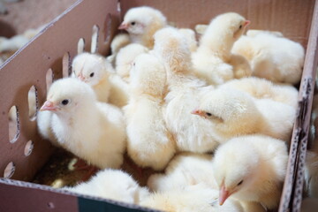 Some chicks are in the box