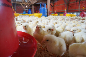 Some chicks are drinking