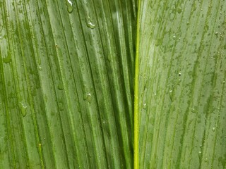 green leaf background