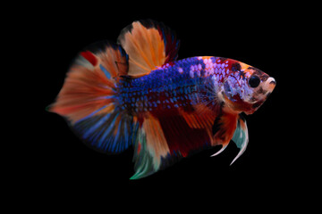 Multi color betta fish, siamese fighting fish betta splendens isolated on black background.