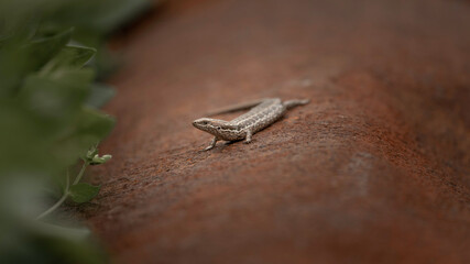 lizard on a tree