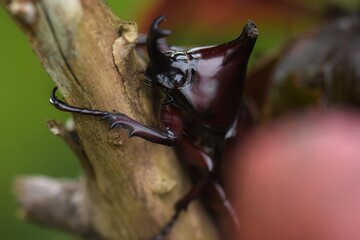 Reddish brown, almost black They have light brown hair on the sides of the head, chest, legs and bottom of the body. The male has horn-like horns with a rather long head.