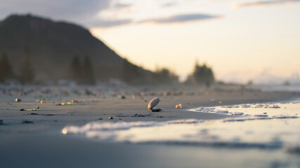 Beach at sunset with shell