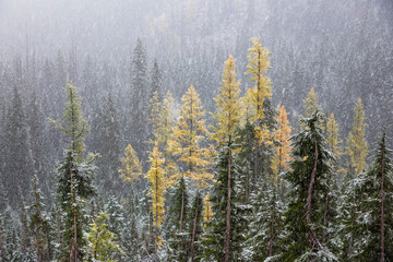 Snowy landscapes of the Northern Cascades mountains in Washington State. Washington Pass has craggy peaks and deep valleys with larch trees, fog, snow, and mist. 