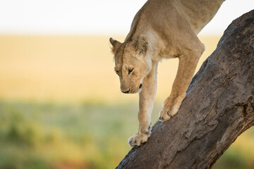 Horizontal portrait of a lioness walking down the tree in Masai Mara in Kenya