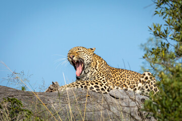 Leopard sitting on dead log yawning with blue sky in the background in Kruger Park in South Africa