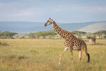 Giraffe walking in Serengeti plains in Tanzania