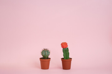 Two different cactus in pots are standing side by side on a pink background