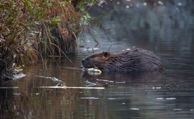 A beaver (Castor) gnawing on wood in a misty pond on an autumn morning in Algonquin Park Ontario