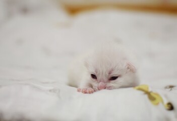 White kitten