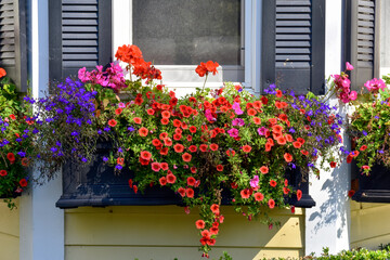 Colourful annual flowers in a planter box in a window.