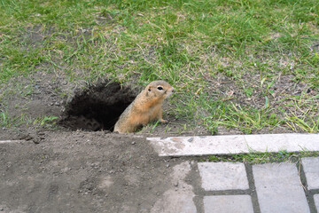 Naklejka na ściany i meble a small wild ground squirrel has dug a hole for housing next to the road