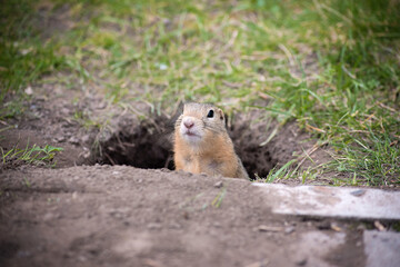 Naklejka na ściany i meble a small wild ground squirrel looks out of a hole next to the road, waiting to be fed