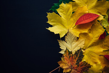 Obraz premium Fall foliage on black background with copy space. Heap of beautiful and colorful autumn leaves. Autumn concept.