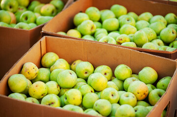 Boxes filled with green apples. Harvesting in autumn