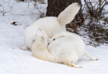 Fototapeta premium Arctic Fox in winter