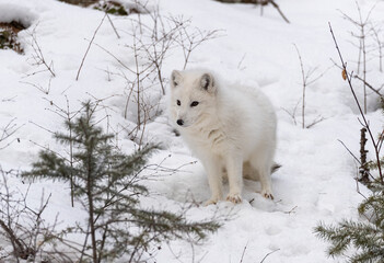 Arctic Fox in winter