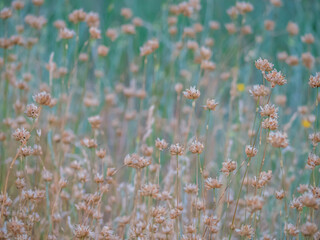 Dreamy style tan  dry flowers in field