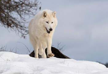 Obraz na płótnie Canvas Arctic Wolf on mountain 
