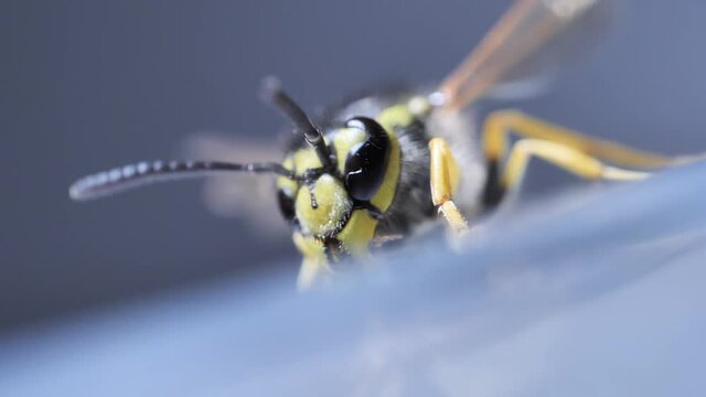 Wasp closeup shallow focus insect crawling striped wildlife bug