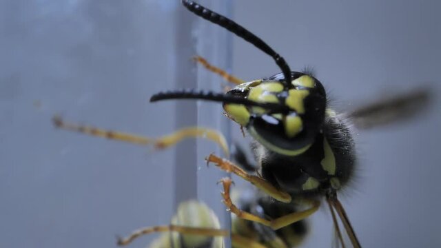 Striped closeup wasp shallow focus insect crawling on glass surface