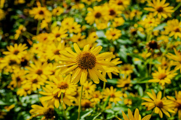 Wild sunflowers in the meadow 