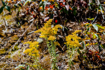 Canada Goldenrod is a tall herbaceous perennial with bright green leaves that grow mostly from the stems and bright yellow clusters of flowers at the tops of stems.
