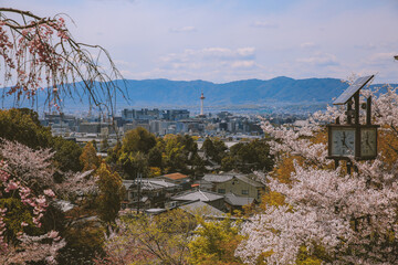 Fototapeta na wymiar Cherry blossoms in spring, Kyoto, Japan