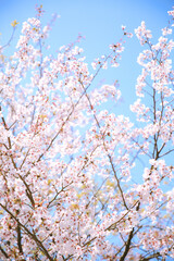 Cherry blossoms in spring, Kyoto, Japan