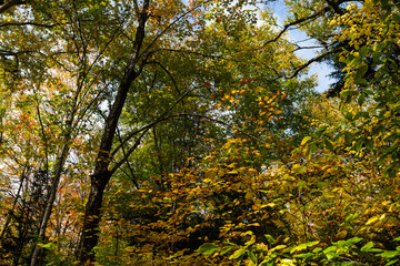 Fall leaves changing in a rich forest in New Hampshire