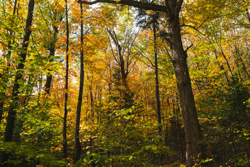 Hiking during Autumn in New Hampshire and seeing the beautiful leaves changing in the forest.