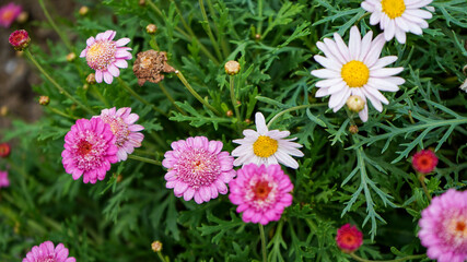 flowers in the garden