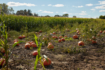 Pumpkins and gourds growing in a pumpkin patch next to a corn field before Halloween