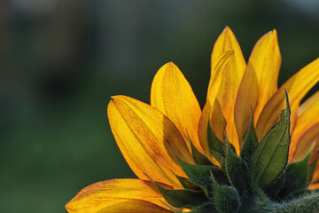 close up of one sunflower with beautiful yellow petals backlit by the sun in the garden