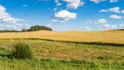 Rural landscape with barley field at harvest