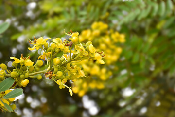 Siamese senna or cassia flowers, medical plant or herb.