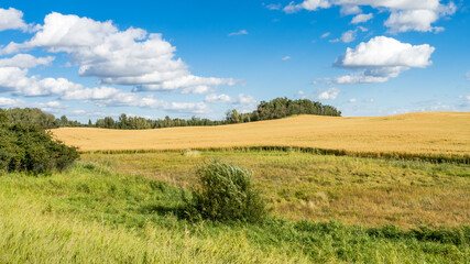 Rural landscape with barley field at harvest