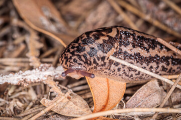 Obraz premium Leopard Slug crawling on the ground