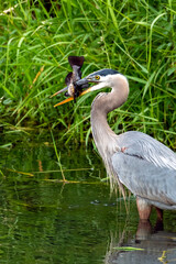 Great Blue Heron & Catfish