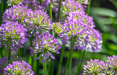 spiky purple allium flowers in a springtime garden