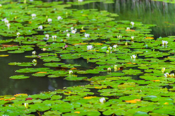 Luxurious water lilies in a beautiful old park