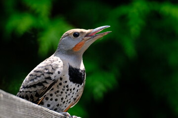 Northern Flicker