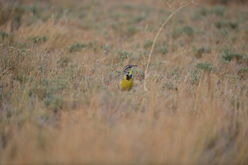 Western Meadowlark