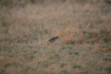 Western Meadowlark aka Sturnella neglecta