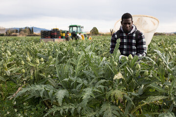 African American worker with special backpack gathering in crops of ripe green artichokes on farm plantation