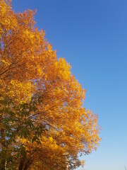 Fototapeta premium autumn in the park