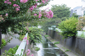 Fototapeta na wymiar 浜田山付近の神田川と花