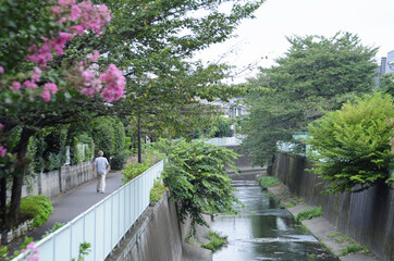 浜田山付近の神田川と花