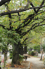 呑川緑地の並木路